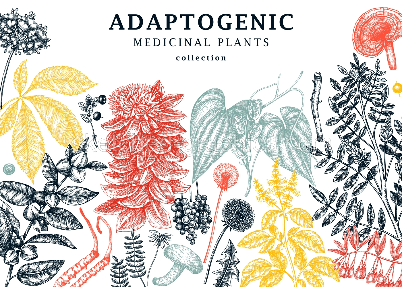 Adaptogenic plants trendy background in collage style. Hand-sketched medicinal herbs, weeds, berries, leaves banner design. Hand sketched adaptogens perfect for brands, labels, and packaging Illustration
